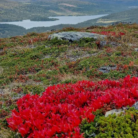 Experience Mountain Magic At Bringsfjellet * Lalm