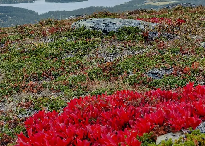 Experience Mountain Magic At Bringsfjellet * Lalm